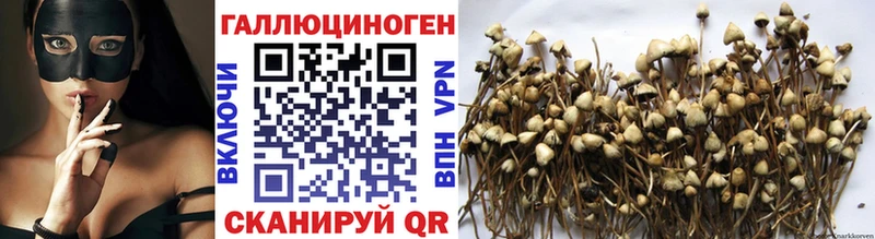 Псилоцибиновые грибы Psilocybe  где купить наркоту  Вышний Волочёк 